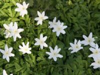 Wood Anemone: Click to enlarge